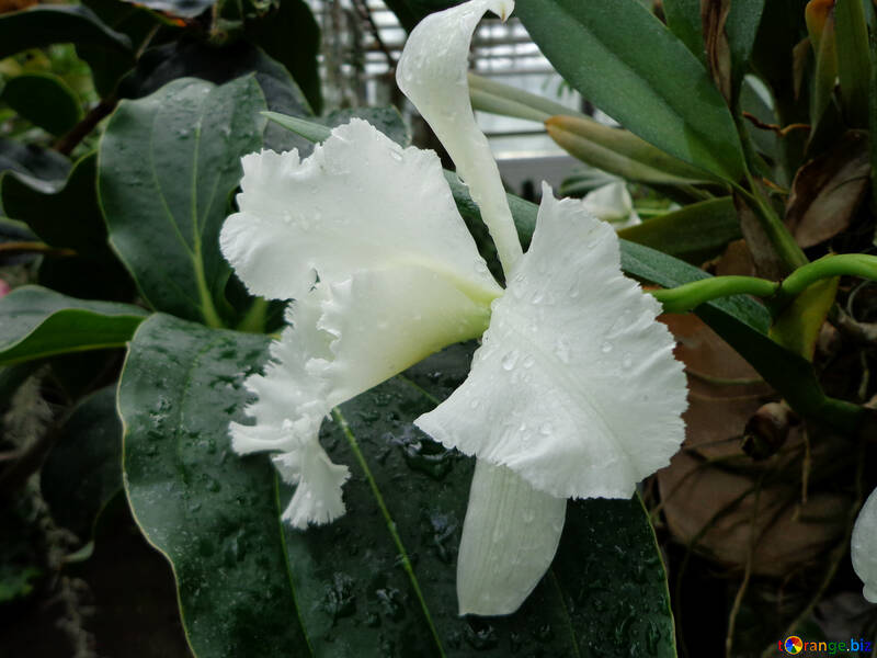 Orquídea №29308