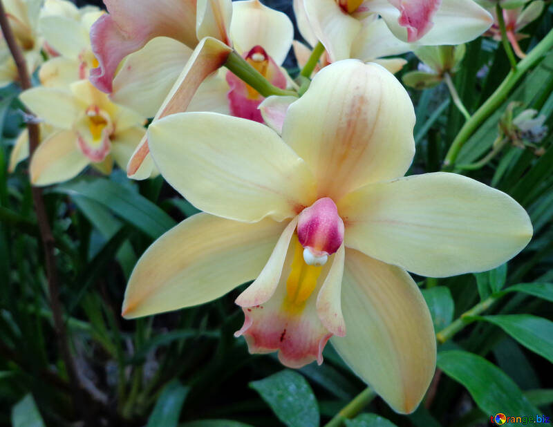 Orchidée №29327