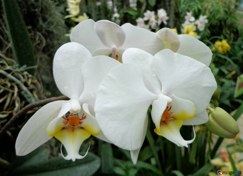 Belle orchidée №29296