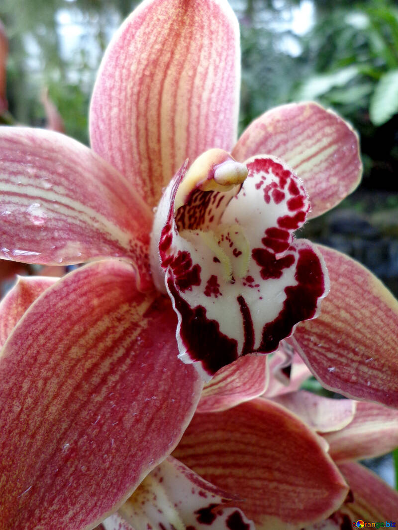 Fleur d`orchidée №29305