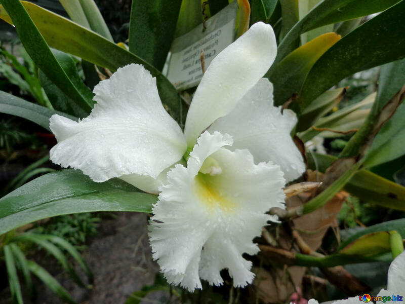 Furry orchidée №29310