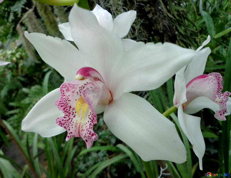 Orchidée blanche №29320