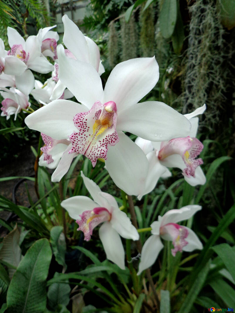 Orquídea blanca №29321