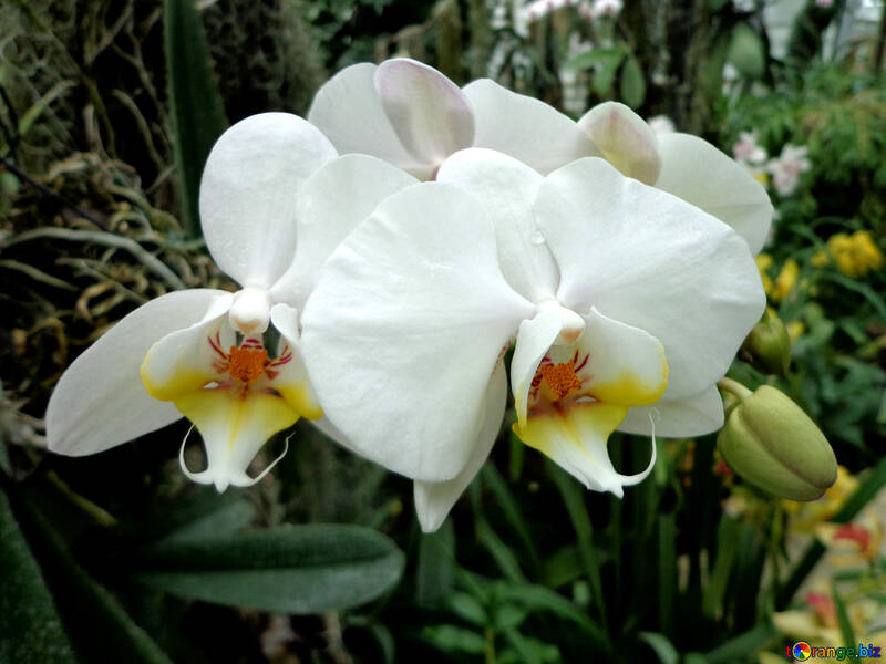 Orchidea bianco giallo №29294