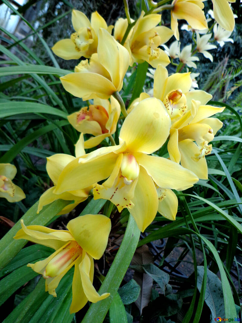 Orchidée jaune №29322