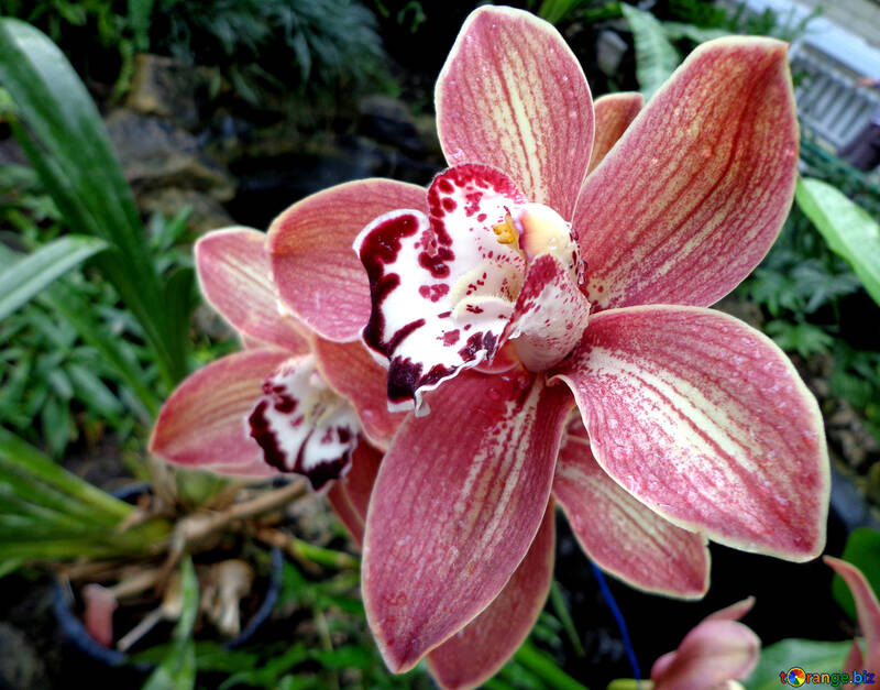 Rosa orquídea №29303