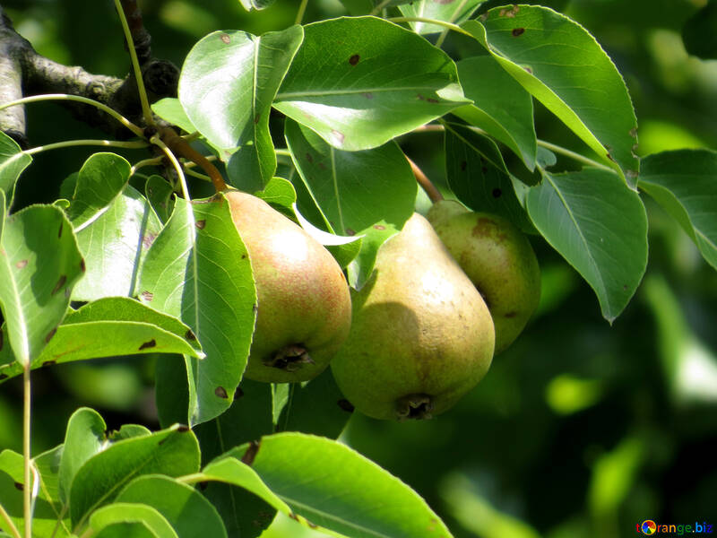 Harvest pears №29040