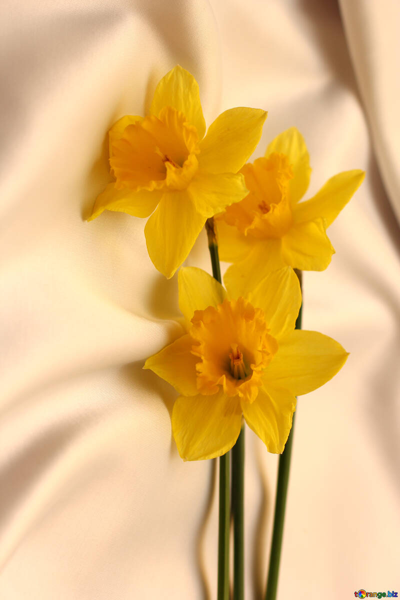 Flores de primavera amarilla №29995