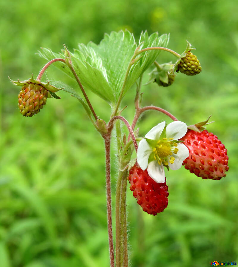 Strawberry №29453