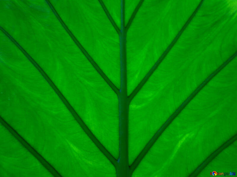 Texture leaf on gleam №29286