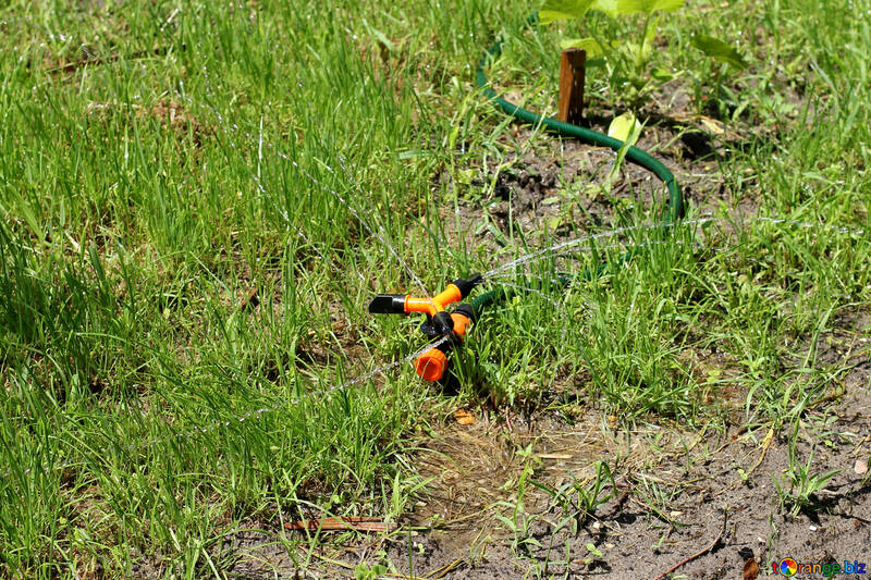 Watering the lawn №29059