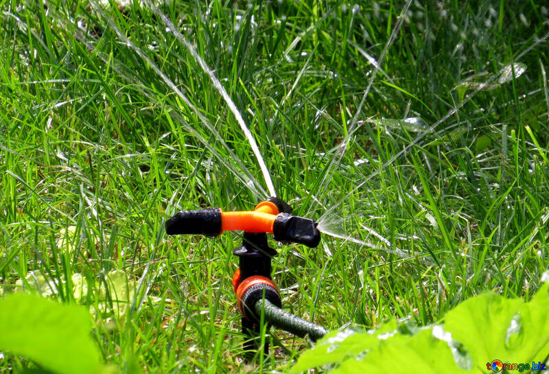 Watering the lawn №29068