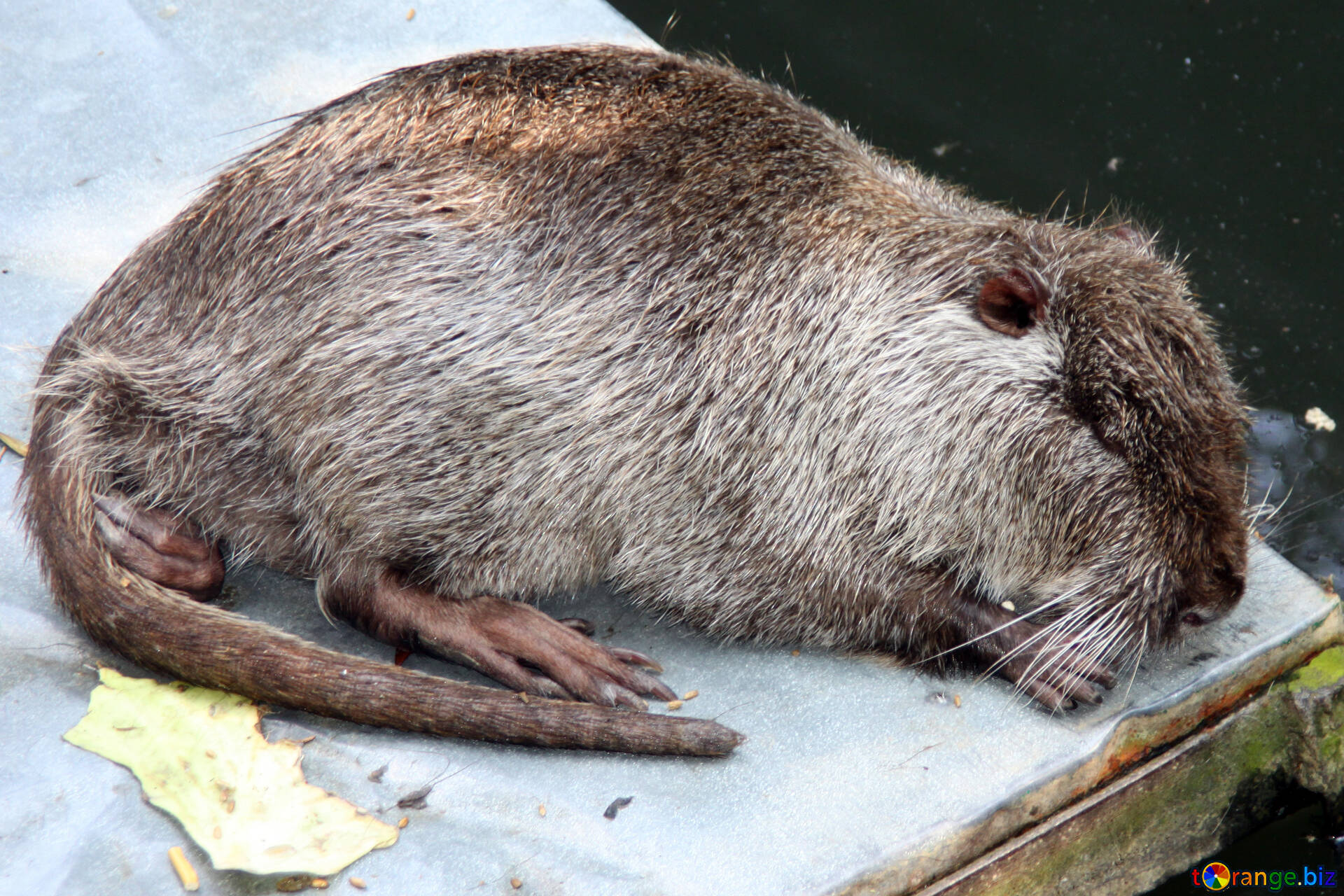 pictures of nutria itch