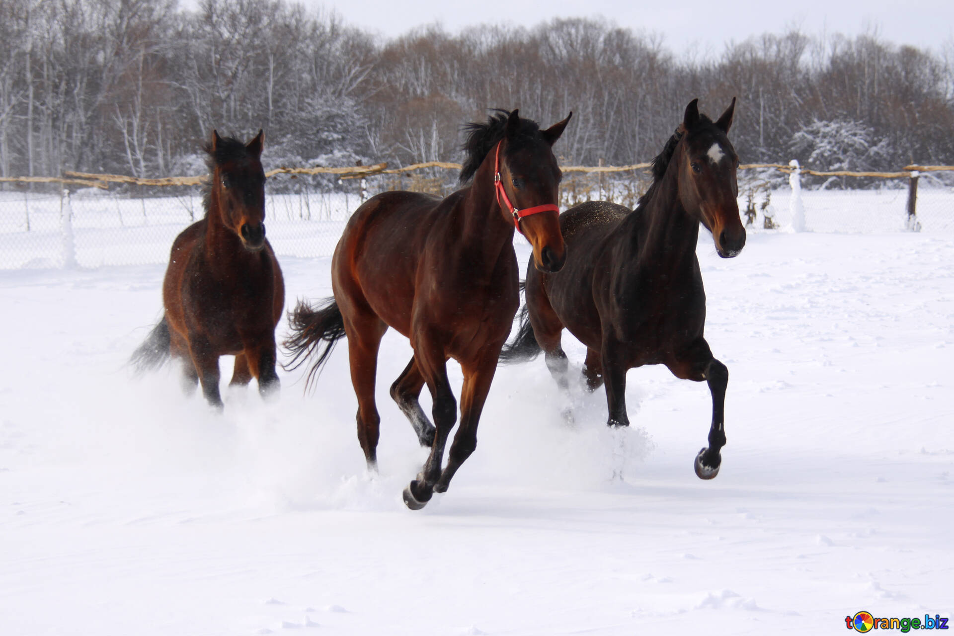 Собака 3 лошадь 5. Тройка гнедых лошадей. Три лошади. Тройка гнедых лошадей зимой. Зимняя лошадь.