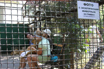  Humillación de los animales en parques zoológicos (foto con los animales los animales raros de personas ) №3082