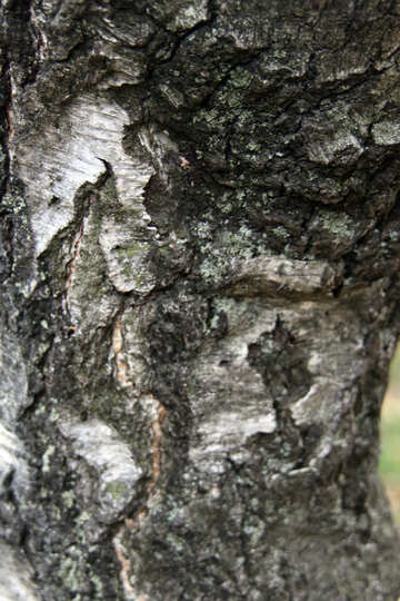  Texture. The bark of birch bark . №3340