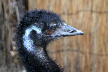  Ostrich. Head  №3079