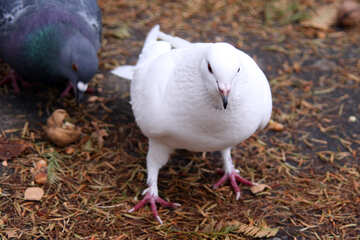 Білий голуб №3317