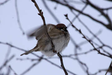 Sparrow waving wings №4000