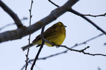 Yellow Sparrow №3998