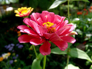  zinnia - the summer flower  №3226
