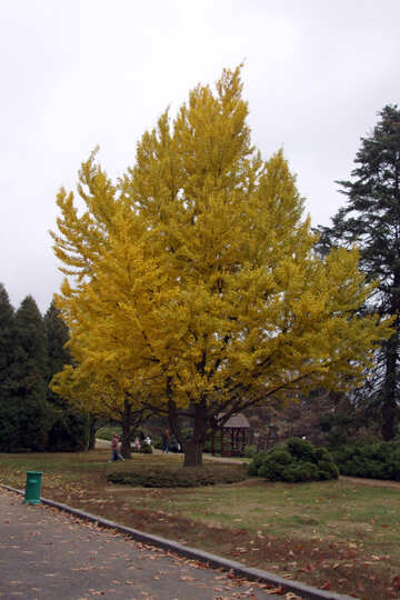  de couleur jaune des feuilles des arbres  №3323