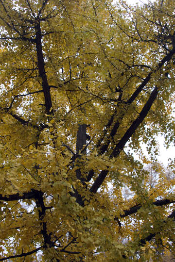  cielo attraverso l`ingiallimento foglie  №3324