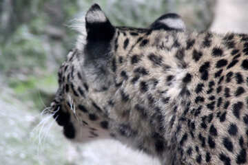 El leopardo №3058