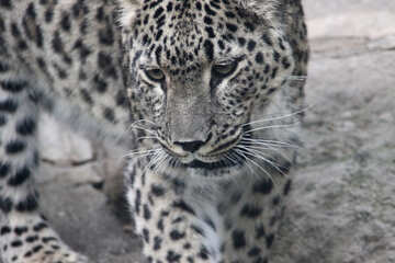 El leopardo №3062