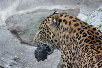  Leopardo con appena nato gattino  №3061
