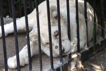 White  lion   Zoo №3101