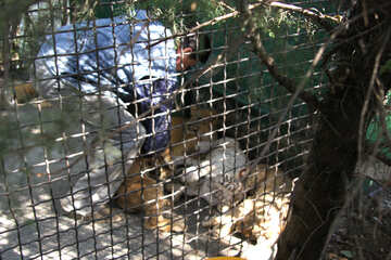  Tigryulya in cage with photographer  №3085