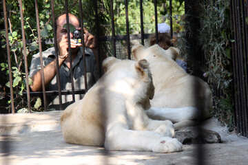 White  Lions  and  cameramen №3102