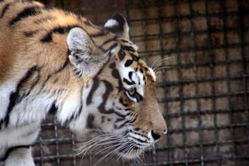  Amur tiger  №3087