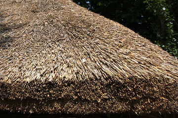  roof of reeds  №3105