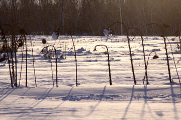 Girasoles en la nieve №3997