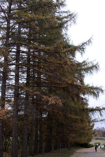  vicolo di conifere nel parco alberi albero  №3321