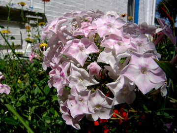 Квіти рожевого флокса №3207