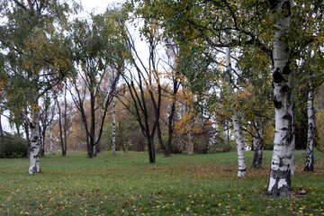  de otoño en el bosque de árboles árbol  №3372