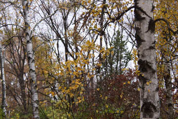  Birches  №3360
