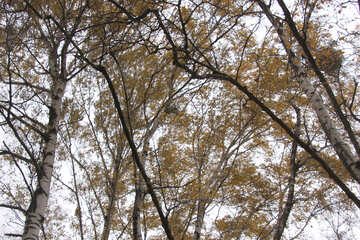  空 によって 枝 の シラカバ 森林  №3332