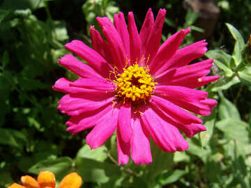  zinnia. Flower. Close-up . №3220