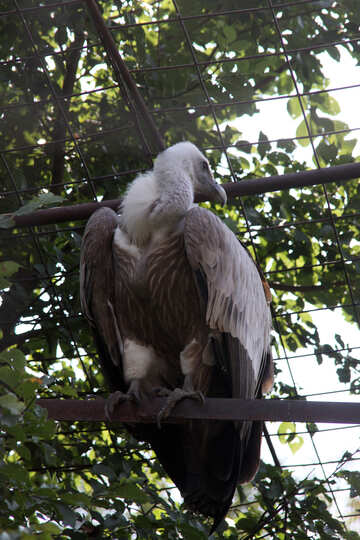  Griffon Vulture Griffon  №3097