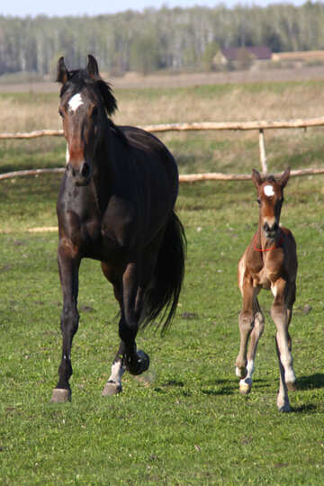 Horse and foal №3382