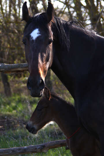 Horse and  baby №3398