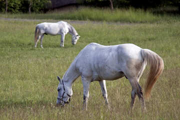  des chevaux dans une prairie grison  №3267