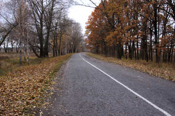 Un solo camino carril en el otoño №3521