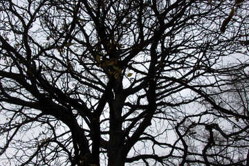  Autumn sky through the bare crown of the tree 