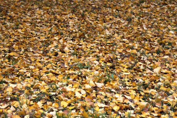  Texture. The fallen leaves . №3339
