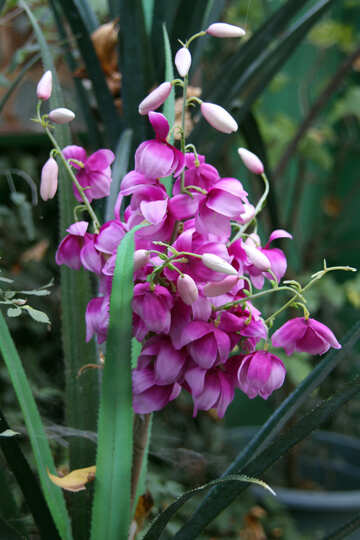  Orquídea  №3055
